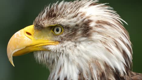 Bald-eagle-head-closeup,-American-eagle-sideways-profile-view,-handheld