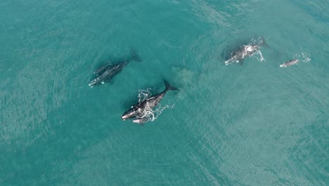 Three-Whales-Mothers-with-their-Babies-Swimming-Peaceably---Aerial-Shot-Birdeye