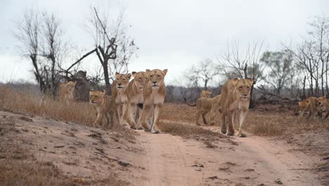 A-wide-shot-of-Lionesses-and-their-cubs-walking-in-slow-motion-towards-the-camera-in-the-Greater-Kruger-National-Park
