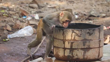 Toma-De-Mano-Macaco-Rhesus-Bebiendo-Agua-De-Tambor-Oxidado,-Comportamiento-Humano---India