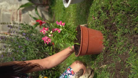 Vertical-shot-of-female-gardener-planting-common-snapdragon-plant-in-flowerpot