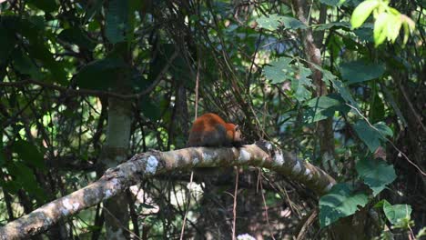 Ardilla-De-Vientre-Gris-Callosciurus-Caniceps,-Parque-Nacional-De-Khao-Yai,-Tailandia