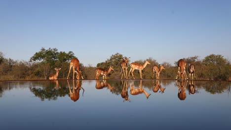 A-wide-shot-of-a-skittish-herd-of-impalas-drinking-at-a-waterhole-showing-their-beautiful-reflection-on-the-surface,-Greater-Kruger