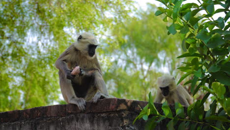 Wild-hungry-Indian-white-langurs-eating-raw-ripen-fruit-amidst-wilderness