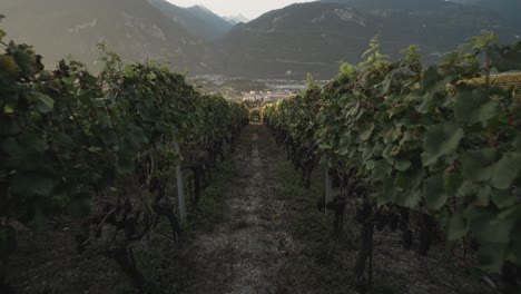 shot-of-a-walk-between-two-rows-of-grapes-in-a-grapefield-in-the-early-morning-in-Lavaux-Oron,-Wallis-Switzerland-in-4k
