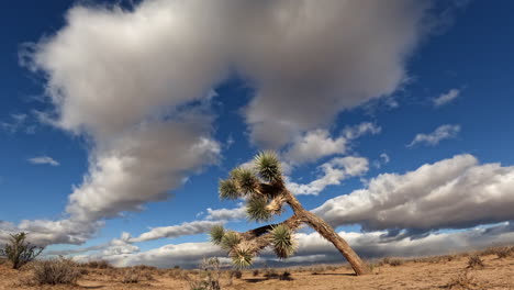 Lapso-De-Tiempo-Del-Paisaje-Nuboso-Del-Desierto-De-Mojave-Con-Un-árbol-De-Josué-En-Primer-Plano-En-Un-Día-Caluroso