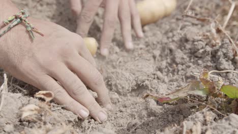 A-Man-Hands-Enjoy-Harvesting-A-Ripe-Potatoes-On-The-Farm-Field---Close-Up-Shot