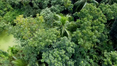 Luftaufnahme-Des-Tiefgrünen-Waldes-Oder-Des-Dschungels-In-Der-Regenzeit