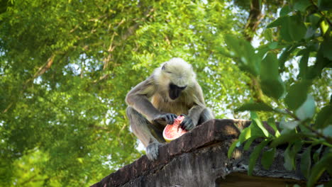 Handheld-shot-Indian-White-Langur-eating-fruit-in-Lush-vegetation,-Langur-Monkey-Wildlife
