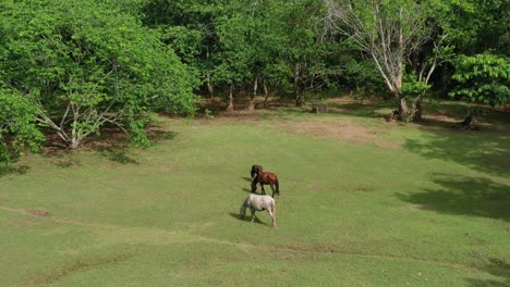 Three-horses-standing-in-a-luscious-green-field-eat-grass-on-bight-sunny-day,-drone-aerial