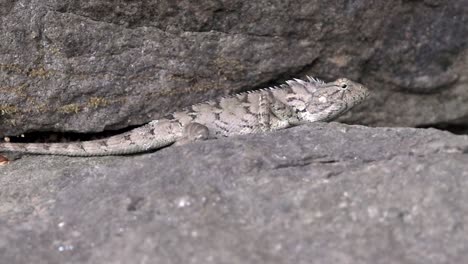 Chameleon-camouflage-between-the-rocks