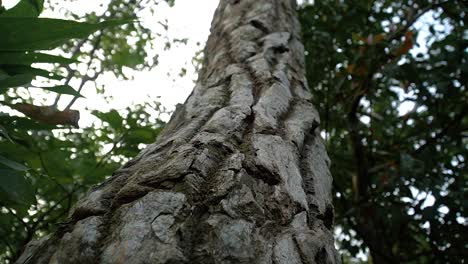 Slow-Motion-shot-Bark-of-old-wood-tree,-lush-vegetation-Background---Low-angle