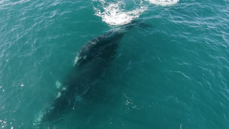 Southern-Right-Whales-Swimming-Together---Aerial-Shot-Zooming-Out