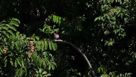 Beschäftigt,-Seine-Flügel-Und-Vorderen-Federn-Im-Laub-Eines-Fruchtbaums-Während-Des-Morgens-Zu-Putzen,-Gefleckte-Taube,-Spilopelia-Chinensis,-Khao-Yai-Nationalpark,-Thailand