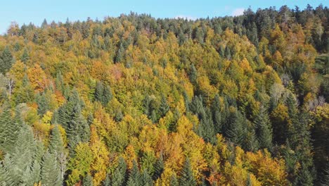 Beautiful-aerial-view-of-orange-foliage-forest-during-fall-season-in-mountain
