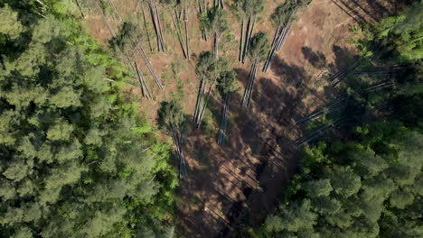 Downward-angle-drone-of-tree-lumbering-or-deforestation