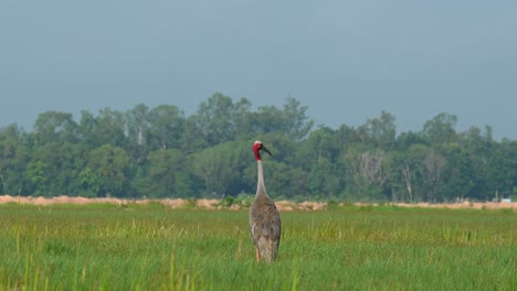 Looking-to-the-left-and-around-and-to-the-right,-seen-in-the-middle-of-a-grassland-during-a-hot-afternoon,-Sarus-Crane,-Antigone-antigone,-Buriram,-Thailand