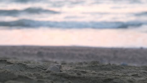 Ein-Meeresschildkrötenjunges-Fällt-In-Ein-Loch-Am-Strand-Und-Taucht-Triumphierend-Wieder-Auf,-Um-Seine-Reise-Zum-Meer-Fortzusetzen