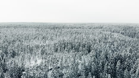 Aerial,-reverse,-tilt-up,-drone-shot,-above-endless-winter-forest-and-snow,-covered-trees,-on-a-overcast-day,-in-Nuuksio-national-park,-Uusimaa,-Finland