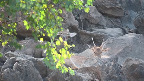 Two-individuals-resting-in-between-rocks-and-behind-a-branch-during-a-hot-summer-while-they-chew-on-their-cud