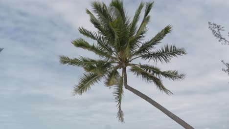 Tropical-Palm-Trees-Blowing-In-The-Wind-With-White-Sky-In-The-Background
