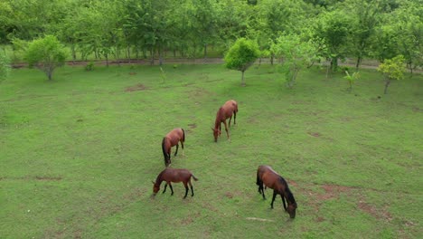 Aerial-drone-shot-of-three-horses-and-a-donkey-eating-grass-in-their-habitat