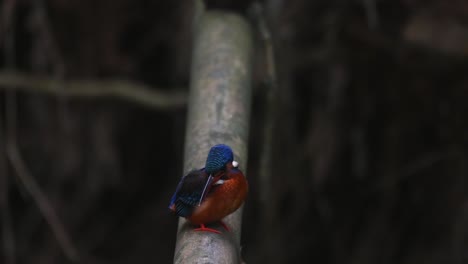 Perched-on-a-Bamboo-looking-down-and-flies-downwards-to-catch-a-fish,-Blue-eared-Kingfisher,-Alcedo-meninting,-Kaeng-Krachan-National-Park,-Thailand