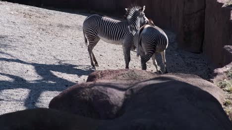 Zebras-playing-with-each-other-inside-a-cage