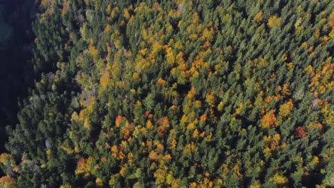 Aerial-top-down-view-of-autumn-foliage-evergreen-forest-during-fall-season