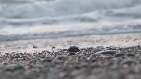 Eine-Einzelne-Baby-Meeresschildkröte-Krabbelt-über-Den-Kiesstrand-In-Richtung-Der-Freiheit-Des-Meeres