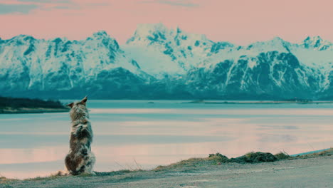 Stunning-cinematic-shot-of-a-wolf-dog-on-the-Lofoten-islands,-Norway