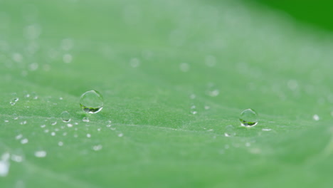 Beautiful-macro-shot-of-beads-of-water-on-a-leaf