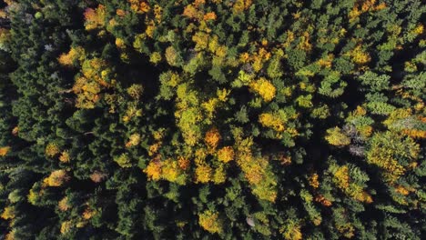 Relaxing-aerial-top-down-view-of-autumn-foliage-forest-during-fall-season-in-mountain