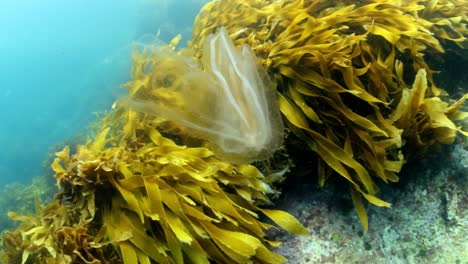 Jellyfish-amongst-the-Kelp-in-New-Zealand