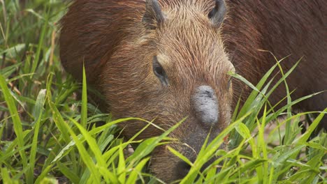 Capybara-largest-rodent-eating-green-grass