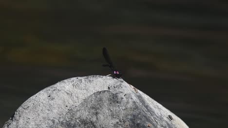 Seen-perched-on-the-rock-as-it-tries-to-lick-something-from-the-hard-surface,-flies-also-found-resting,-river-flows