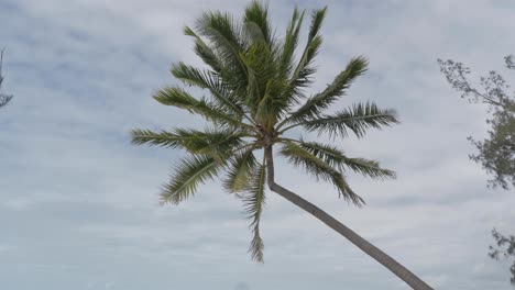 Coconut-Palm-Tree-Blowing-In-The-Strong-Wind-At-The-Tropical-Beach-In-QLD,-Australia