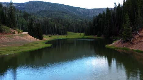 Tilting-up-aerial-drone-shot-of-a-nature-landscape-of-the-Anderson-Meadow-Reservoir-lake-up-Beaver-Canyon-in-Utah-with-large-pine-tree-forest,-a-small-stream,-and-a-grass-field-with-cows-grazing