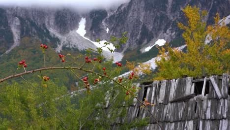 Wild-rose-hip,-red-fruit-in-prickly-branch-with-ruined-wood-house-roof-and-Alps-mountain-background