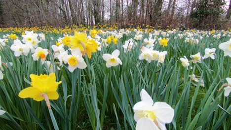 Sweeping-view-of-a-Field-of-daffodils