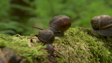 Cinematic-close-up-motion-timelapse-shot-tracking-snails-along-a-branch