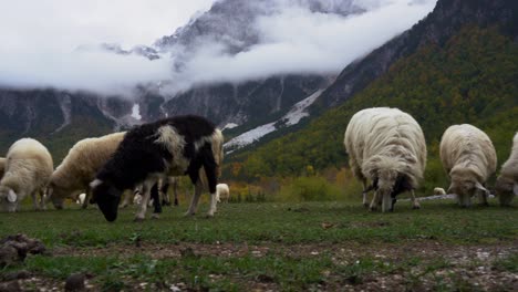 Schafe,-Die-Im-Herbst-Grünes-Gras-Auf-Der-Wiese-Mit-Alpinem-Berghintergrund-Weiden-Lassen
