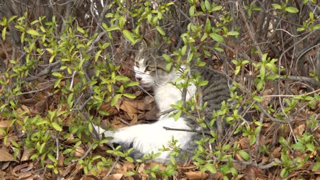 Gato-Gris-Blanco-Descansando-En-Un-Arbusto-Enrollarse
