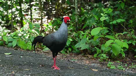 Seen-on-the-side-of-the-road-deep-into-the-forest-facing-towards-the-right-as-it-looks-around,-Siamese-Fireback,-Lophura-diardi,-Sakaerat-Environmental-Research-Station,-Khorat-Plateau,-Thailand