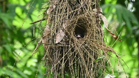 A-nest-hanging,-a-mother-bird-looks-out-then-turns-to-the-left-to-get-a-better-view-outside