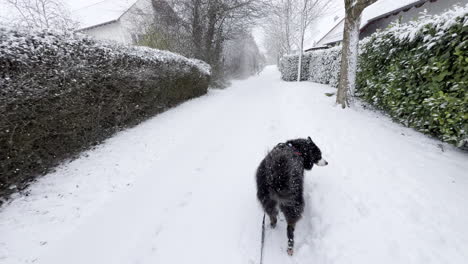 Wide-pov-shot-of-walking-the-dog-on-a-snowy-winter-day-in-typical-German-neighborhood