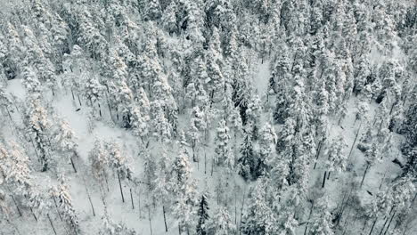Aerial,-tilt-down,-drone-shot,-flying-low-above-finnish,-winter-forest,-of-snow,-covered-spruce-or-pine-trees,-on-a-cloudy-day,-in-Nuuksio-national-park,-in-Espoo,-Uusimaa,-Finland