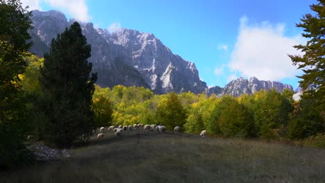 Herd-of-sheep-graze-on-dry-grass-of-meadow-surrounded-by-colorful-trees-and-Alps-mountain-at-Autumn