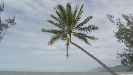 Geneigte-Kokospalmenblätter-Wehen-Im-Wind-An-Einem-Ruhigen-Und-Leeren-Tropischen-Strand-In-Queensland,-Australien