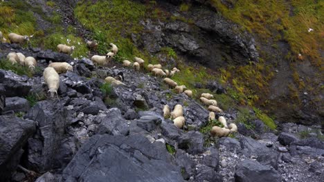 Herd-of-sheep-grazes-in-the-mountain,-finds-fresh-grass-through-rocks-in-Alpine-landscape